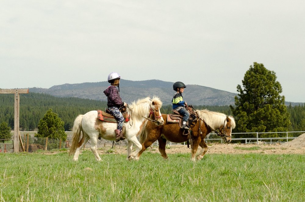 Piping Rock - Half Day August Horse Camp ($715 VALUE)