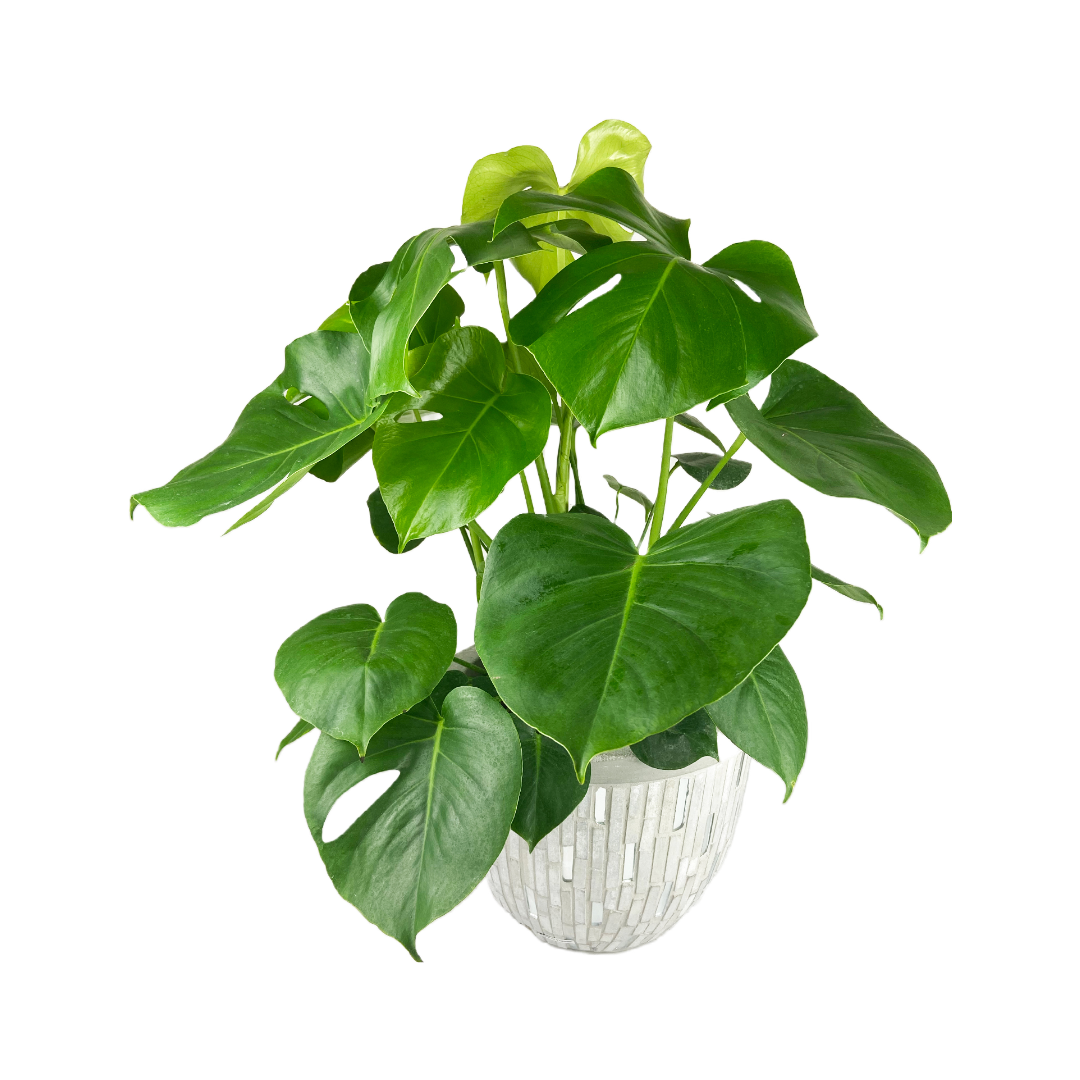 RAFFLE: Good Anya Plant ($85 VALUE)