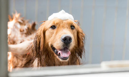 Pet Station - 5 Dog Washes ($75 VALUE)
