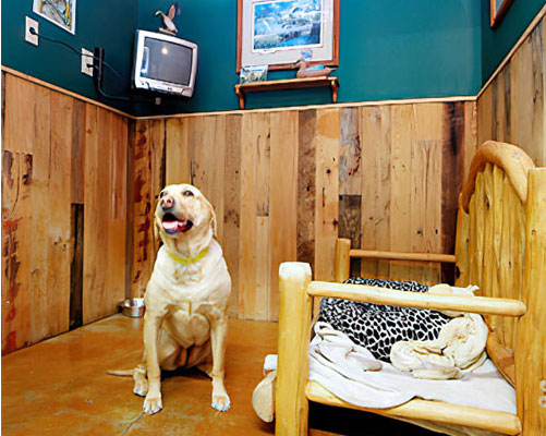 Truckee-Tahoe Pet Lodge - 4 Days of Pet Daycare + Pet Gift Basket ($300 VALUE)