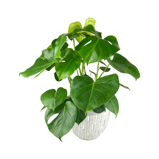RAFFLE: Good Anya Plant ($85 VALUE)